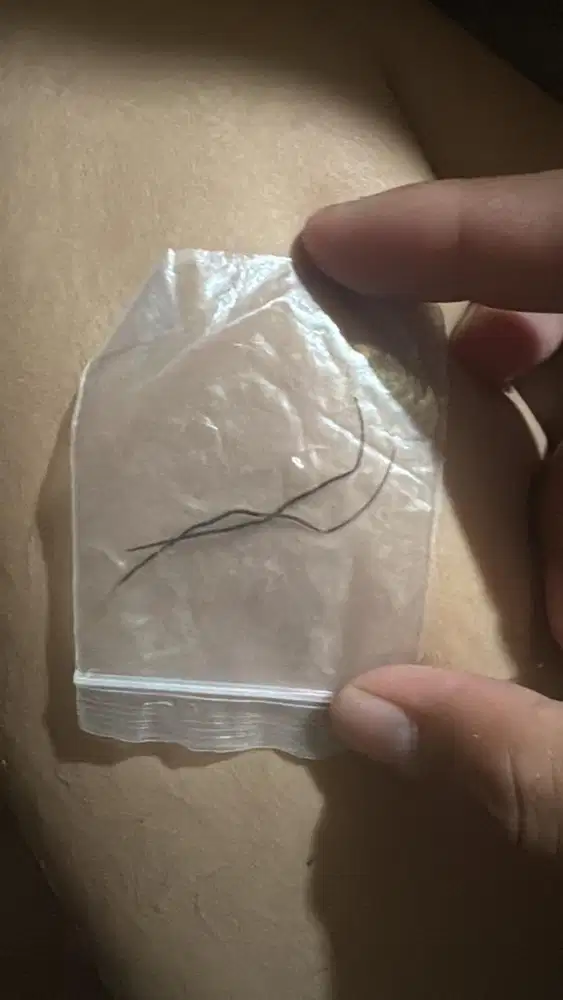 Buluh perindu kalimantan