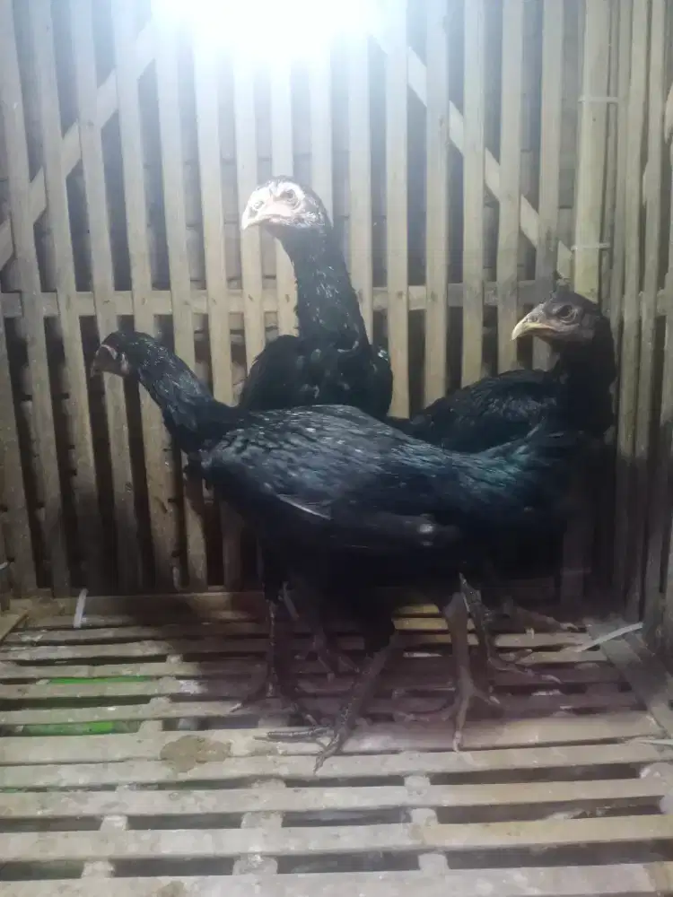 Ayam Bangkok jenis Pakoy manideng MIX GANOY