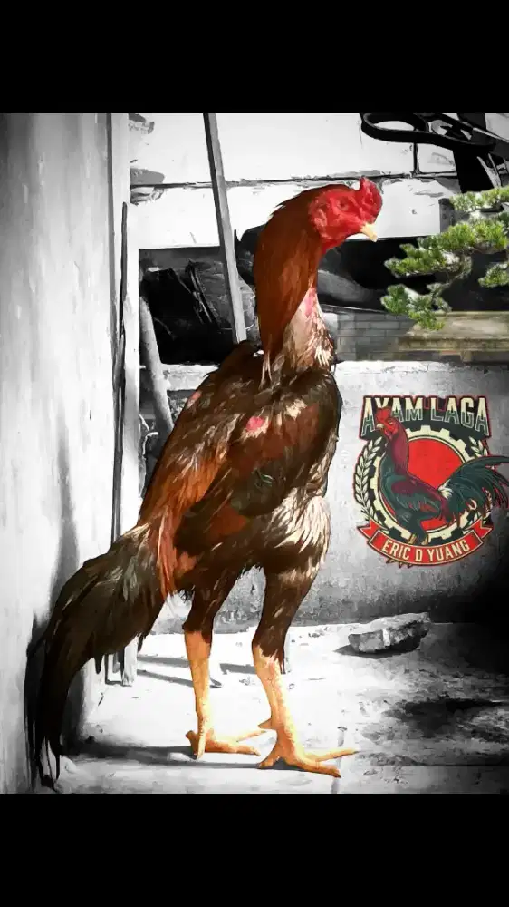 Ayam jago Shamo Jepang