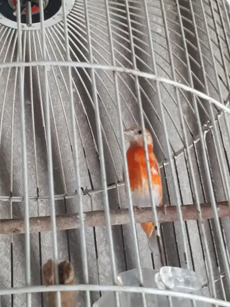 Red siskin double dilute