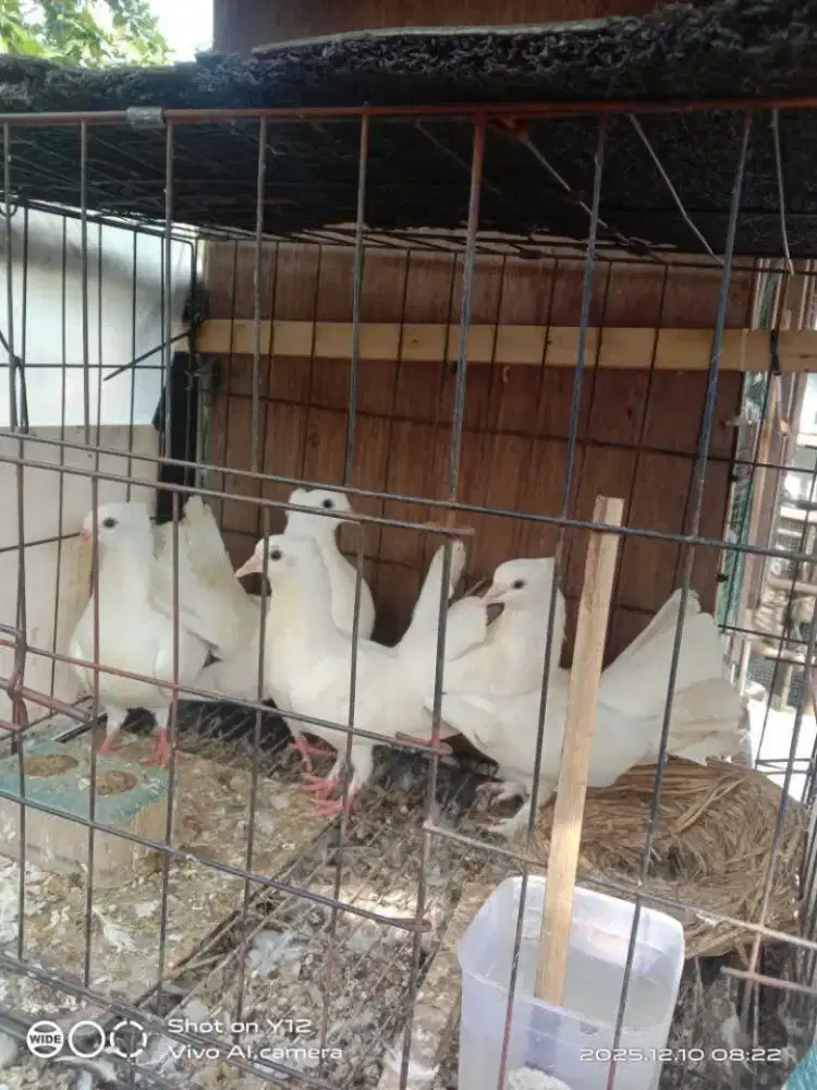 Merpati kipas 4 wajib borong