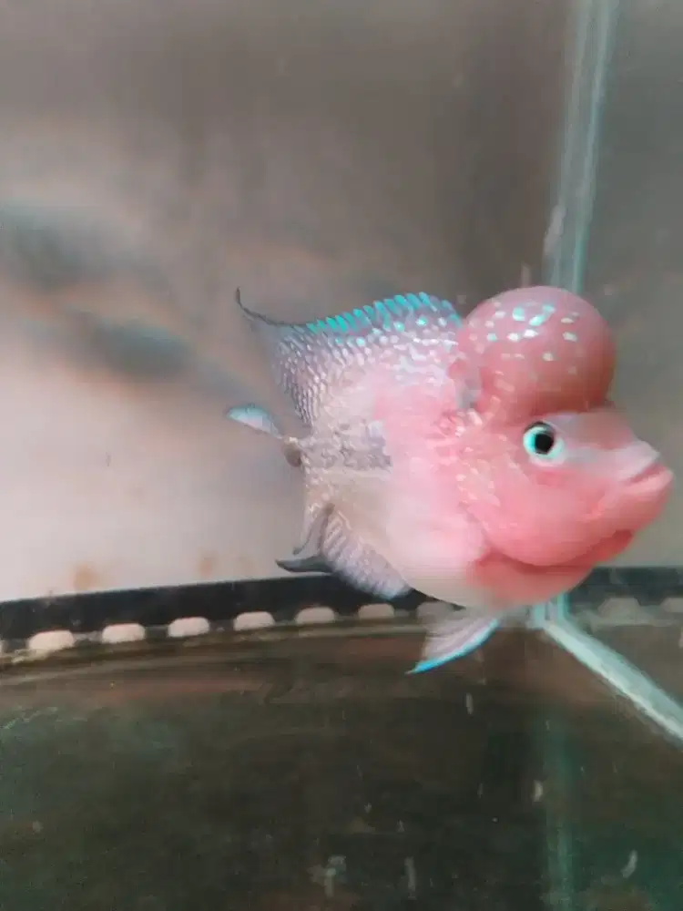 Jual Louhan kamfa lokal