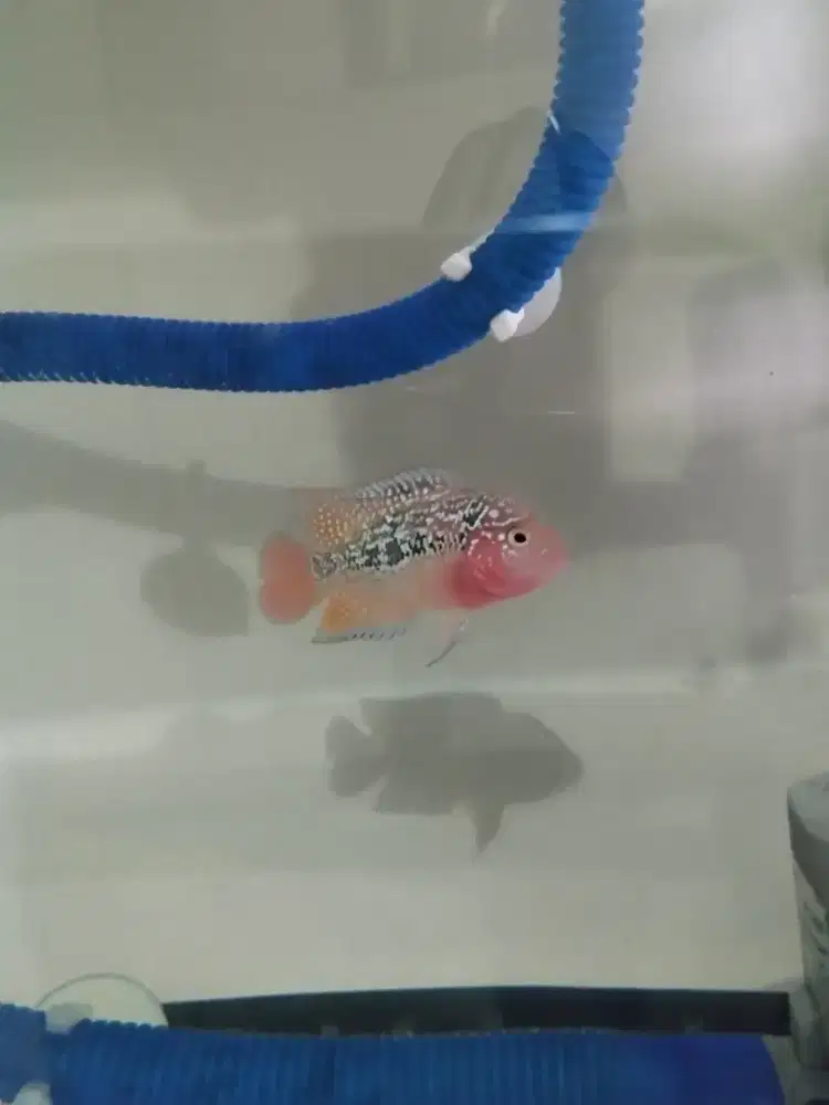 Louhan kamfa thailand