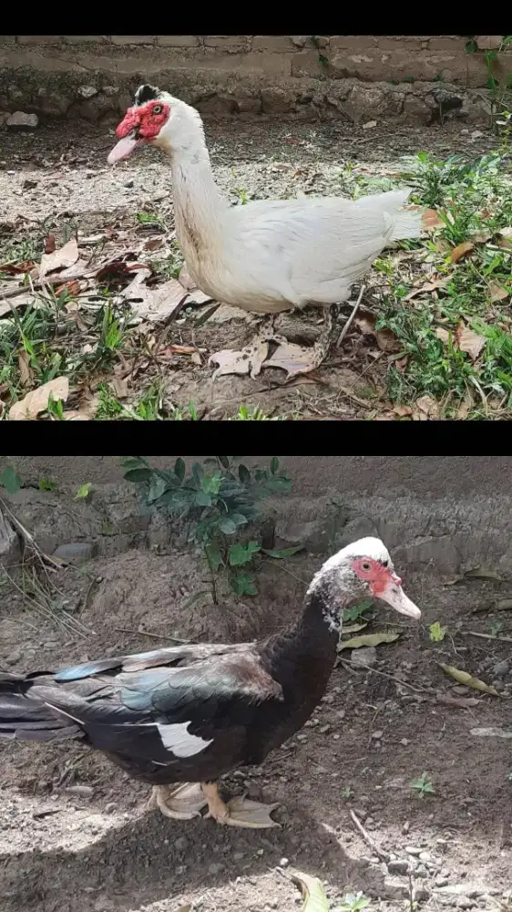 Anakan Entok Hias U 2+- Mumer Edisi Pindahan