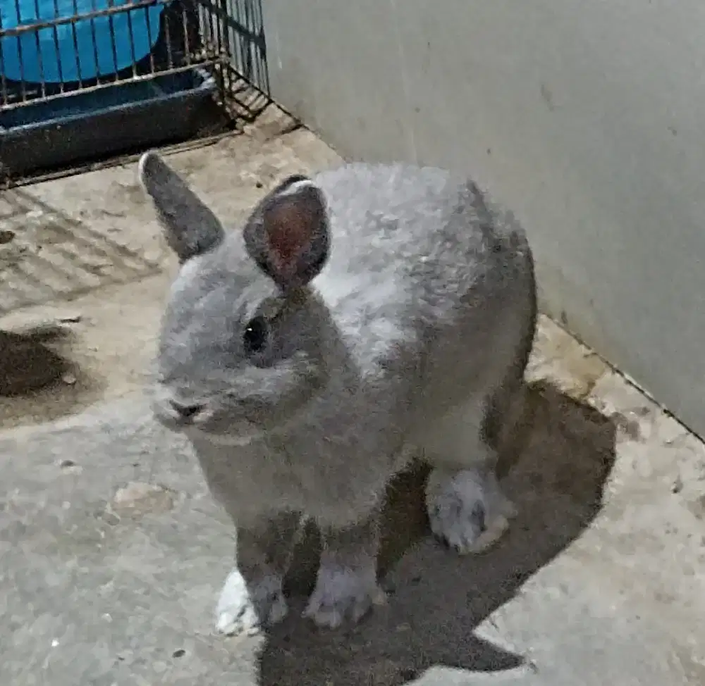 Sepasang Kelinci Netherland Dwarf (ND)