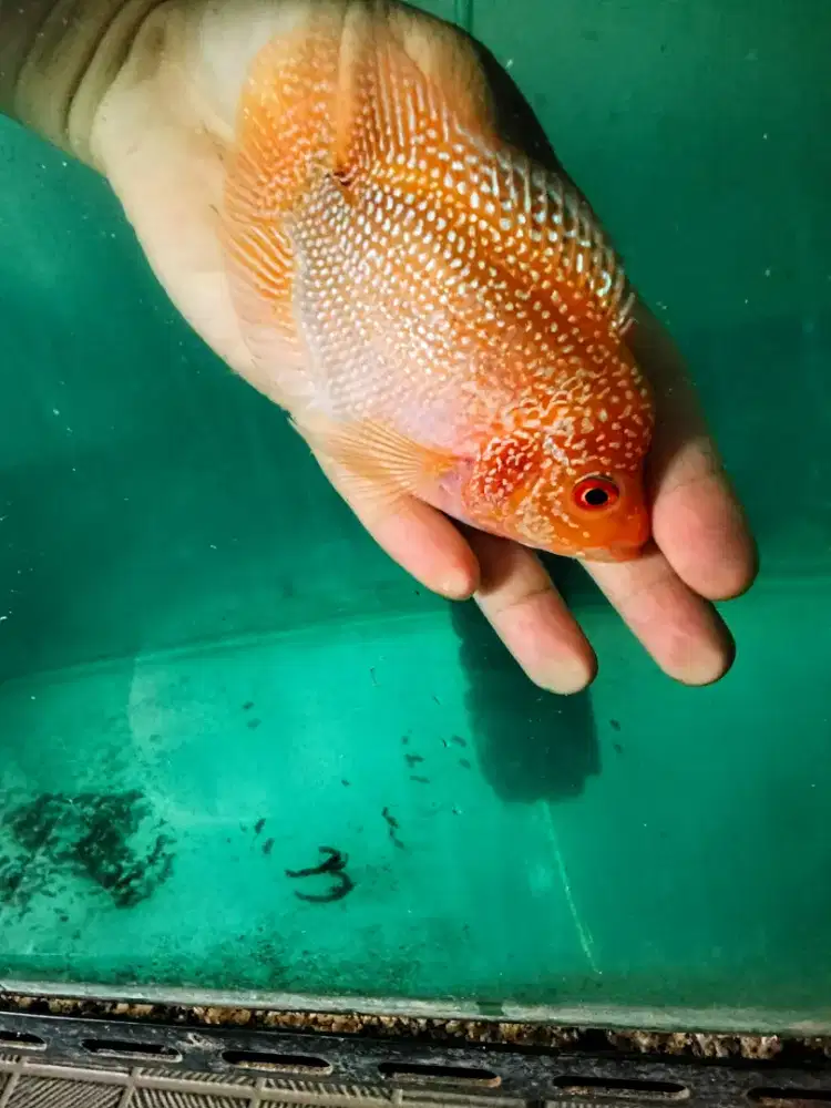 Louhan golden base betina