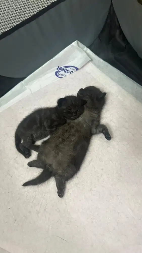 Kitten BSH Mix Munchkin