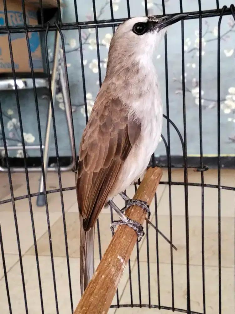 Crucukan gacor ropel rajin jinak