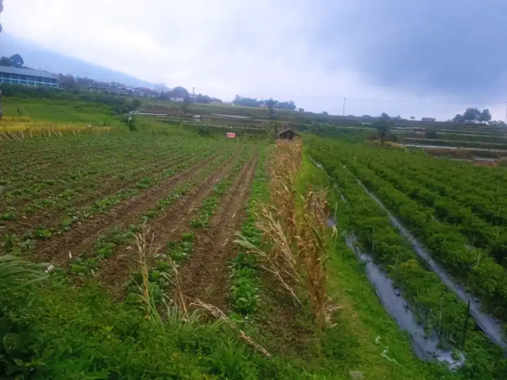 Dijual Sawah Luas 1626 m²