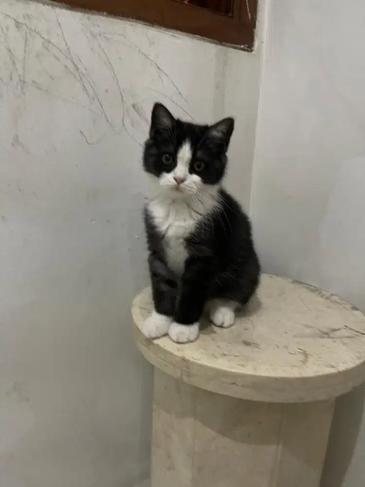 Ganti pkan Bsh - scothis