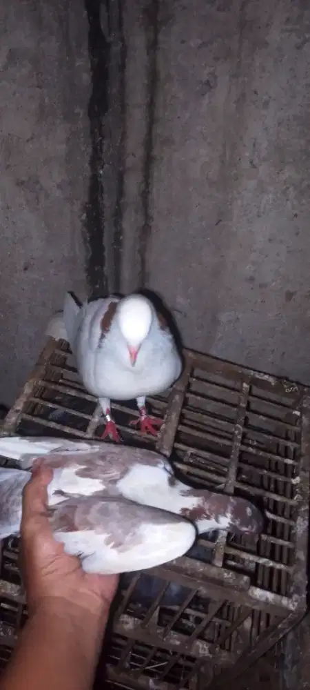 Merpati kolong blantong