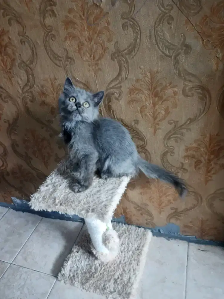 Persia jantan 3 bulan