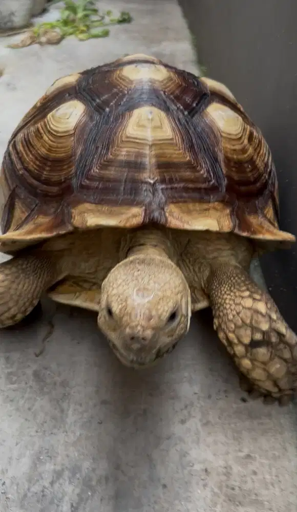 kura darat sulcata jantan jumbo