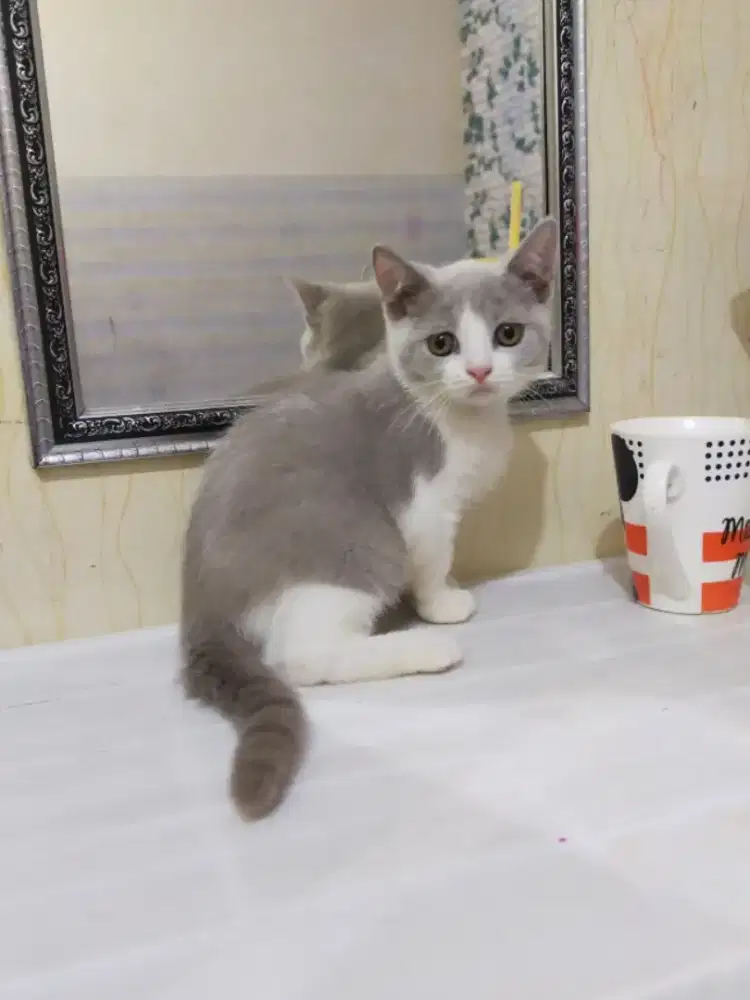 Kucing bsh Bicolour Lilac kitten betina