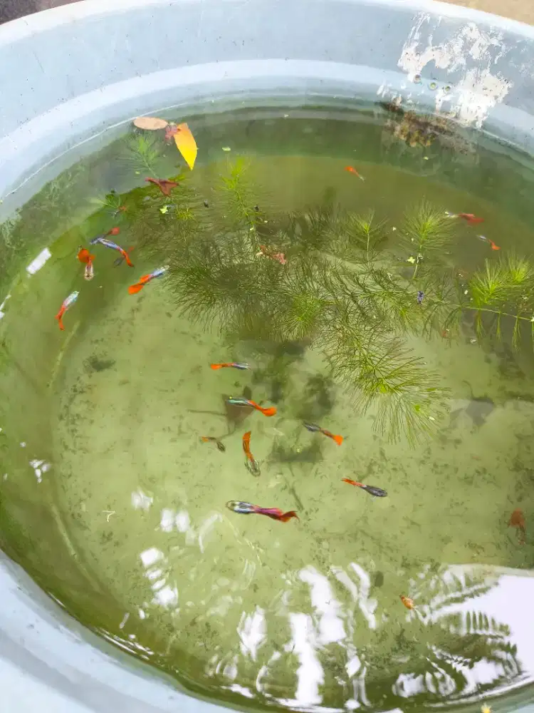 Ikan guppy PRTDE ( Platinum Red Tail Dumbo Ear)