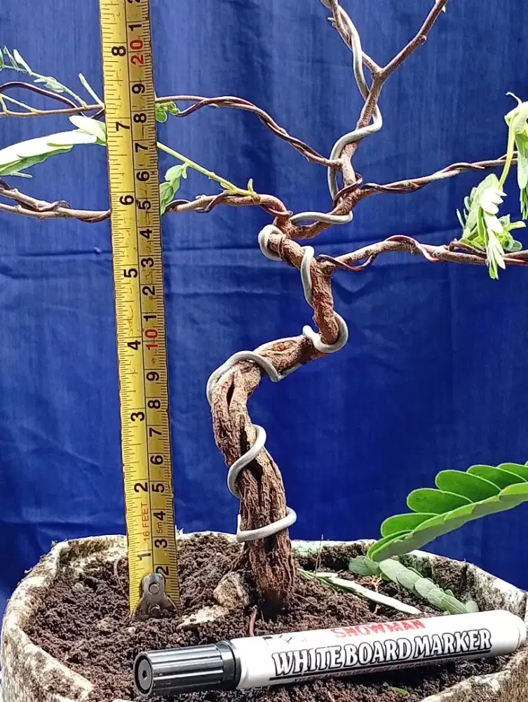 Bahan bonsai - asam Jawa Monggo dipiih