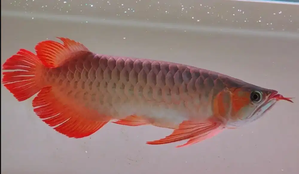 Arwana Super Red size 42cm spesial