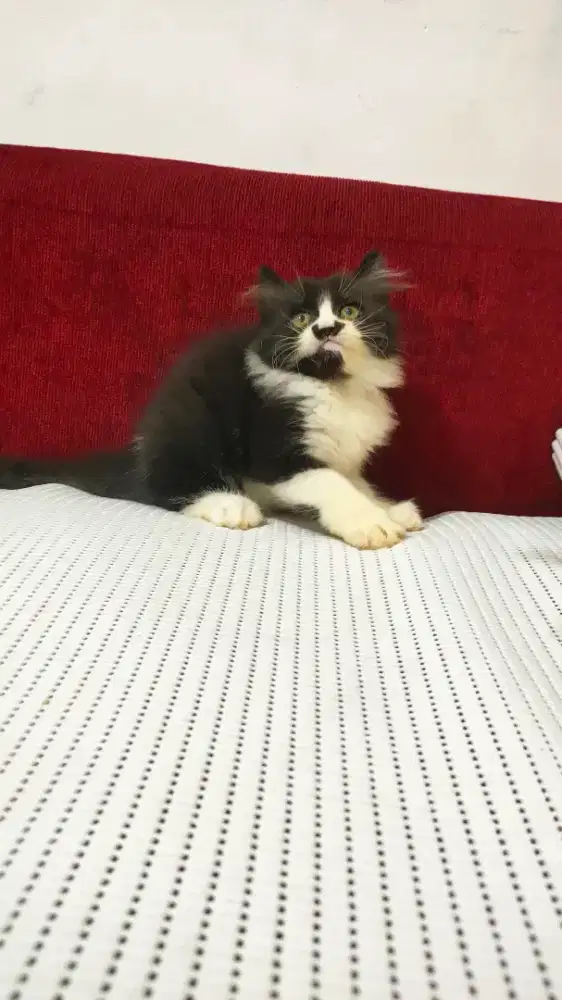 Kitten Persia jantan