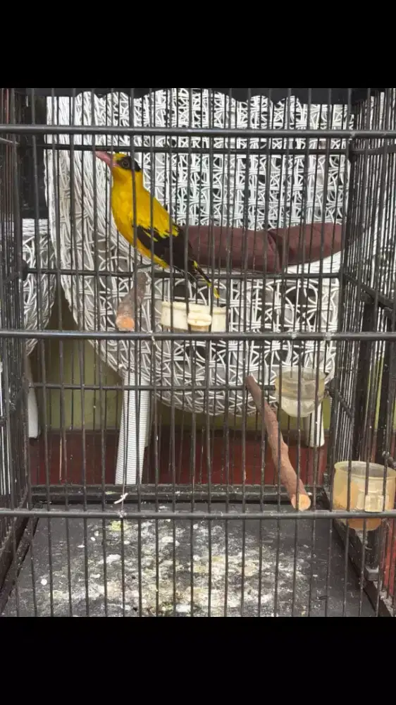 Burung Kepodang Emas