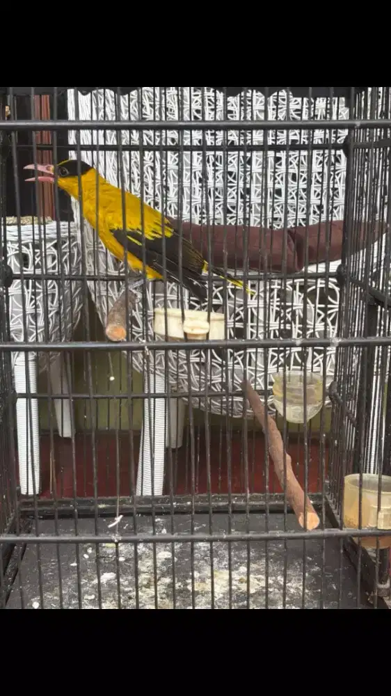 Burung Kepodang Emas Big