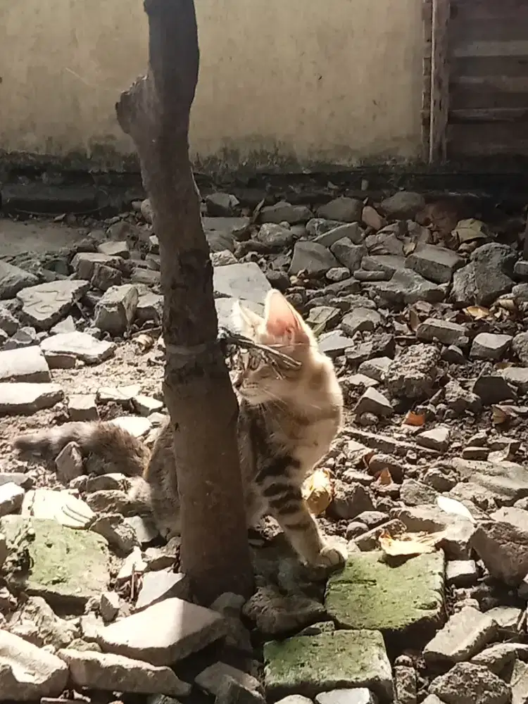 Mencari kerja sampingan pak/ibu