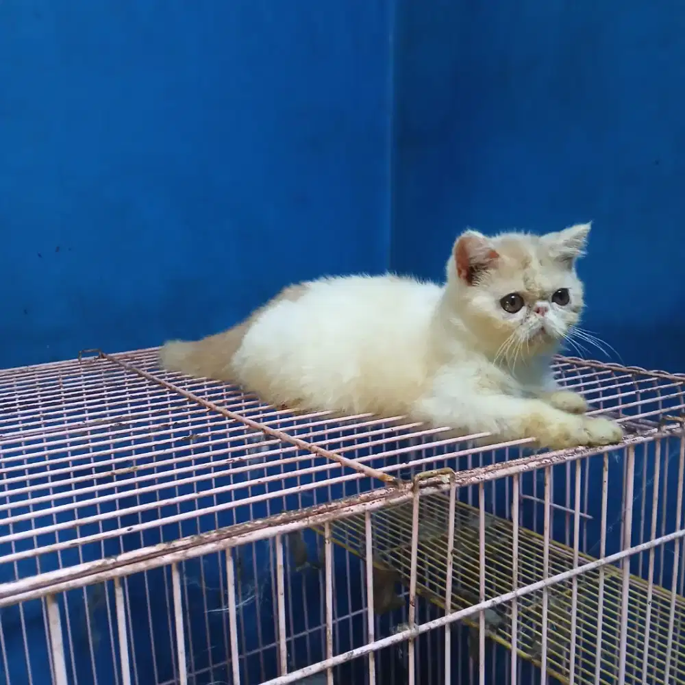 Kucing exotic peaknose jantan 4 bln