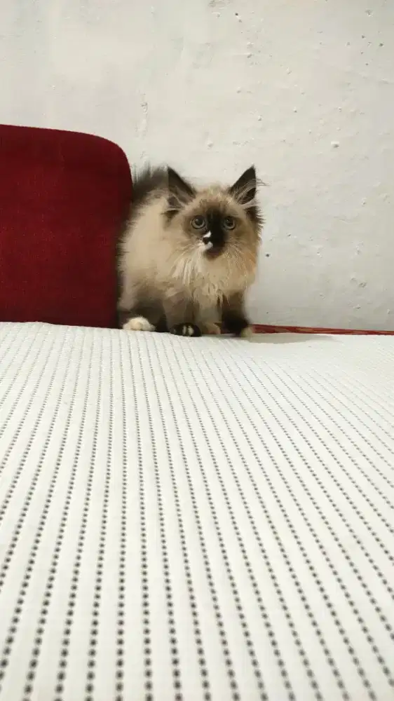 Kitten ragdol jantan