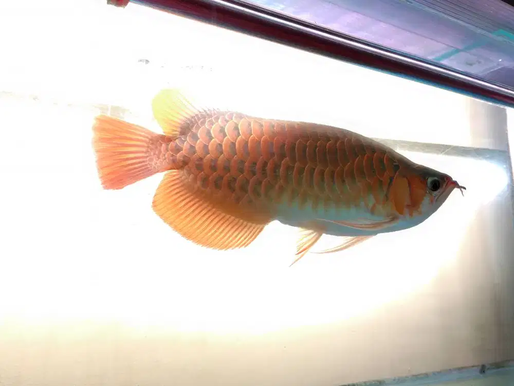 Bismillah jual ikan arwana