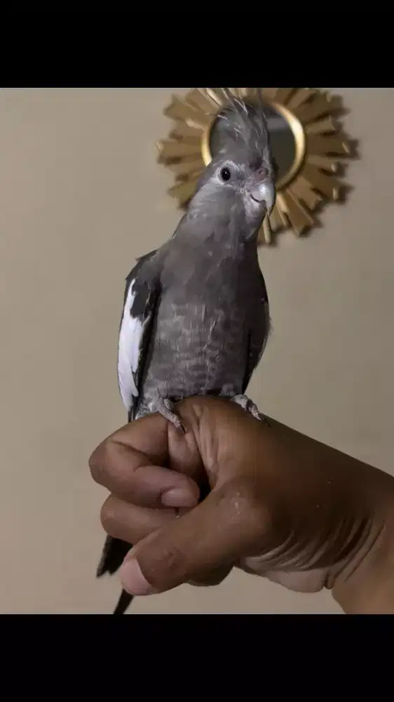 Falk White Face Grey Jinak Total