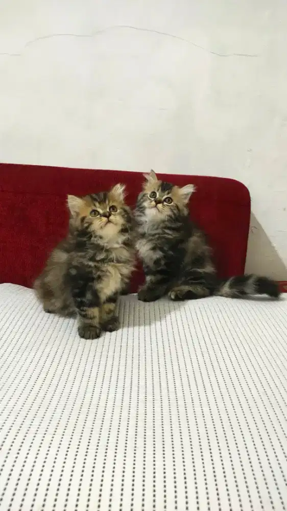 Kitten Persia jantan dan betina