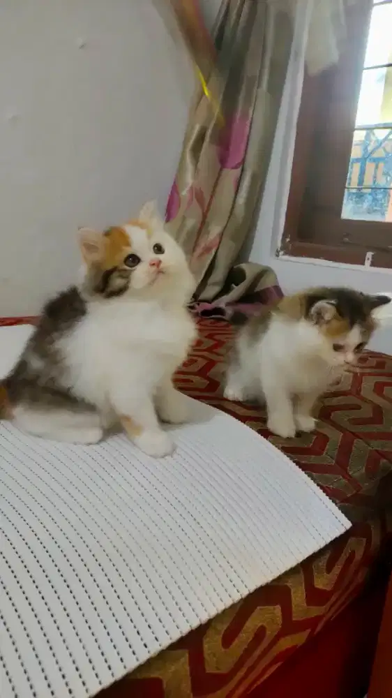 Kitten calico jantan dan betina