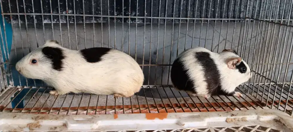 Marmut Lokal Indukan