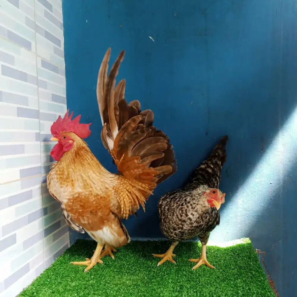 Ayam Kate jali sepasang