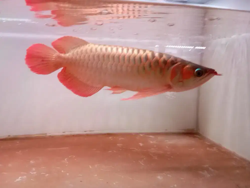 Super red size 40 cm