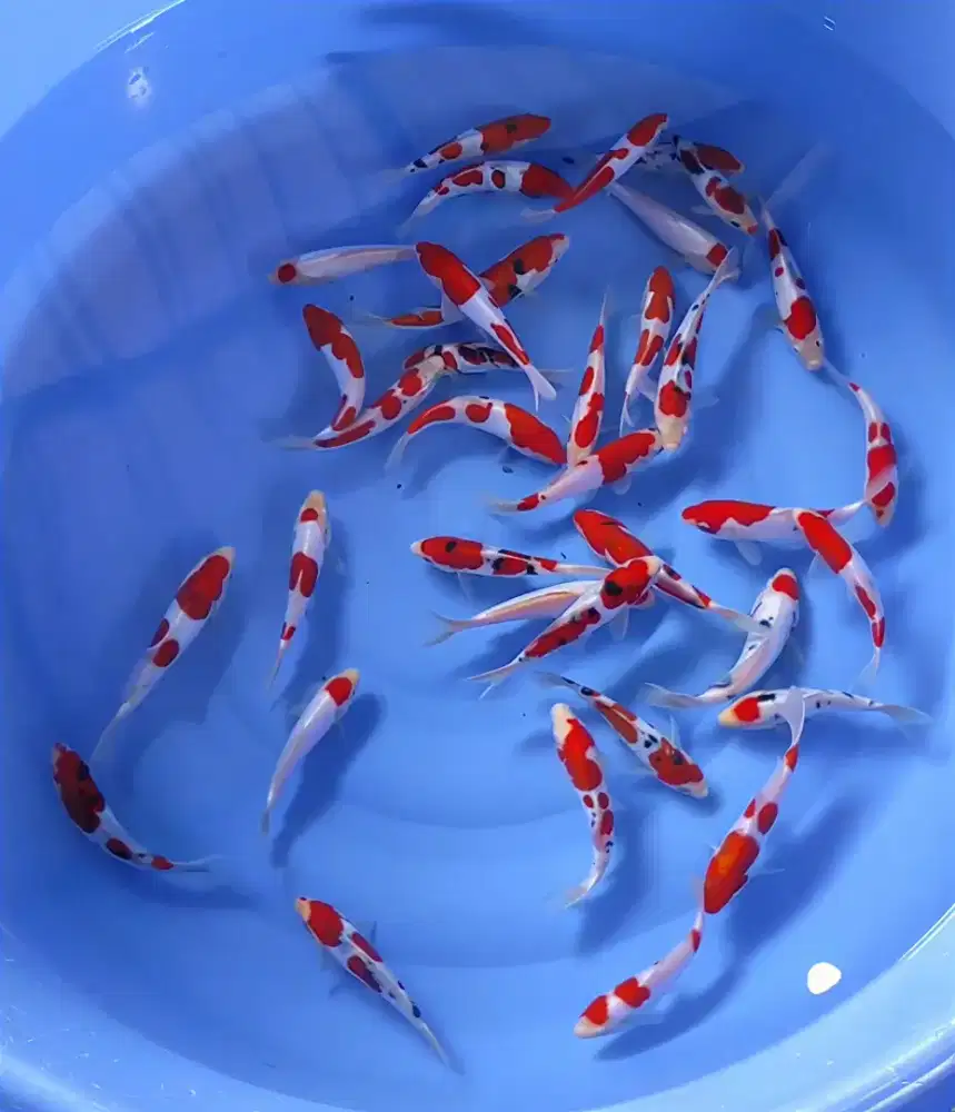 Koi Kohaku Sanke Doitsu