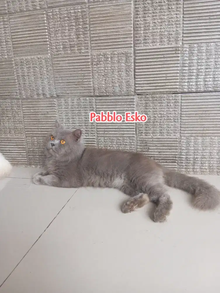 Kucing British longhair jantan