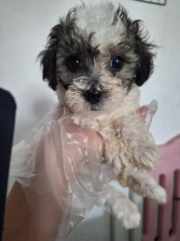 Poochon betina 3 color warna jarang