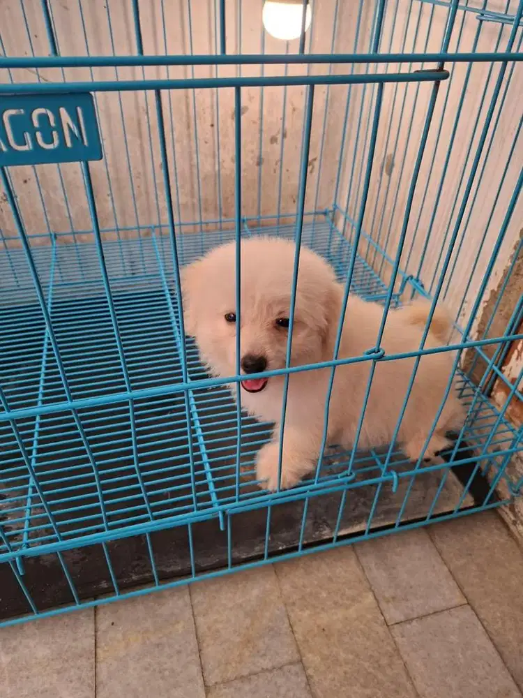 anjing maltipo jefra petshop