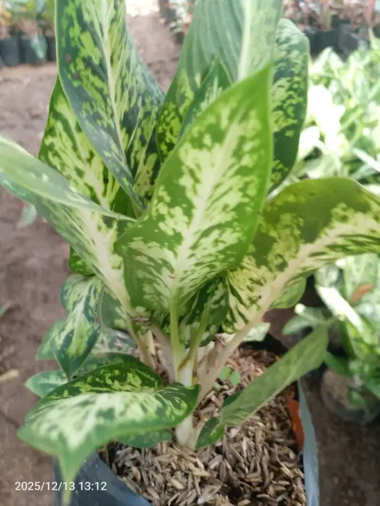 Tanaman aglonema corak - aglonema sirirejeki