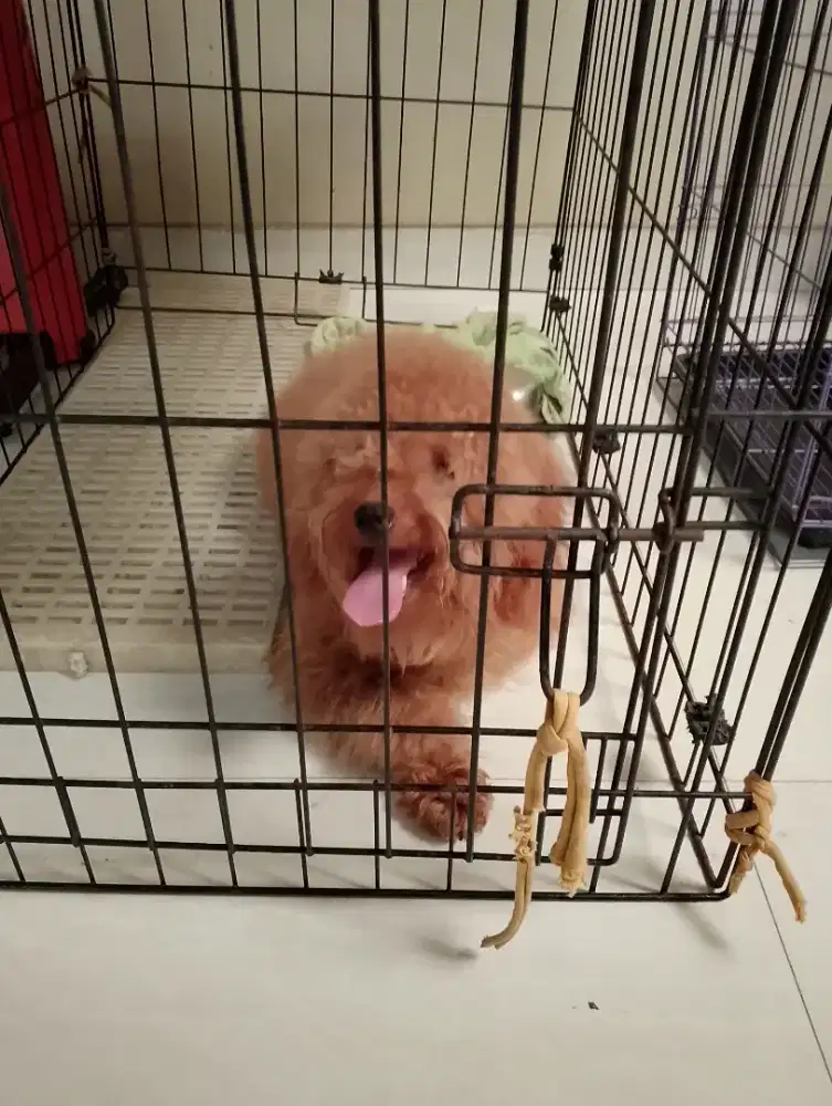 Dijual toy poodle jantan umur ,10 bulan