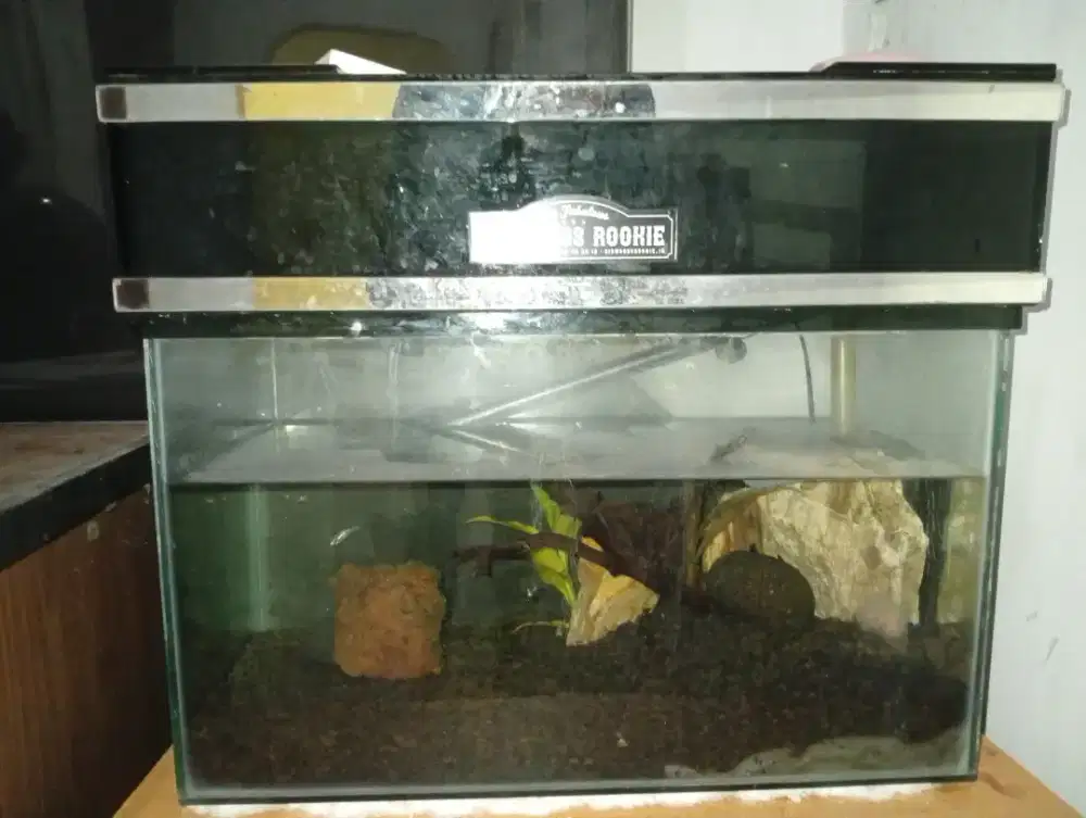 aquarium aquascape