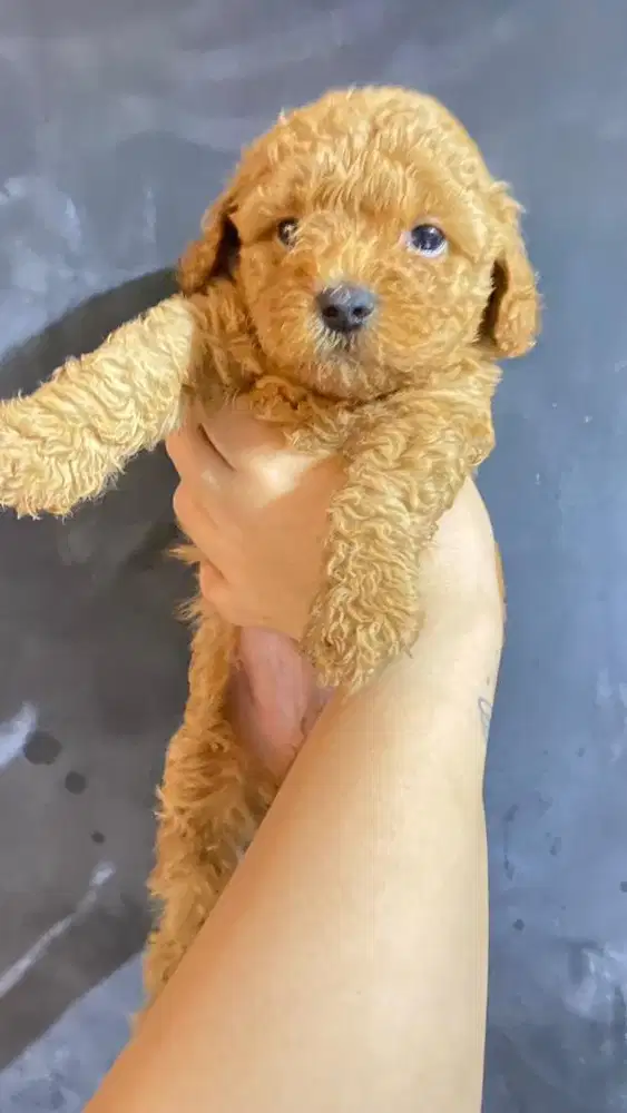 Open book adopt Red toy poodle jantan