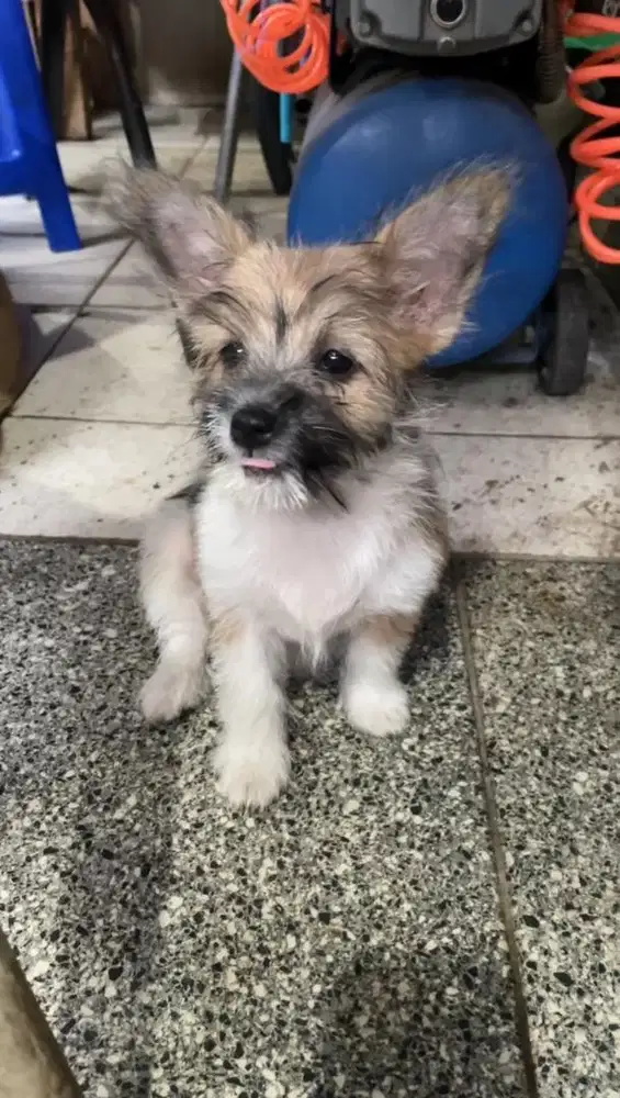 Maltese mix corgi