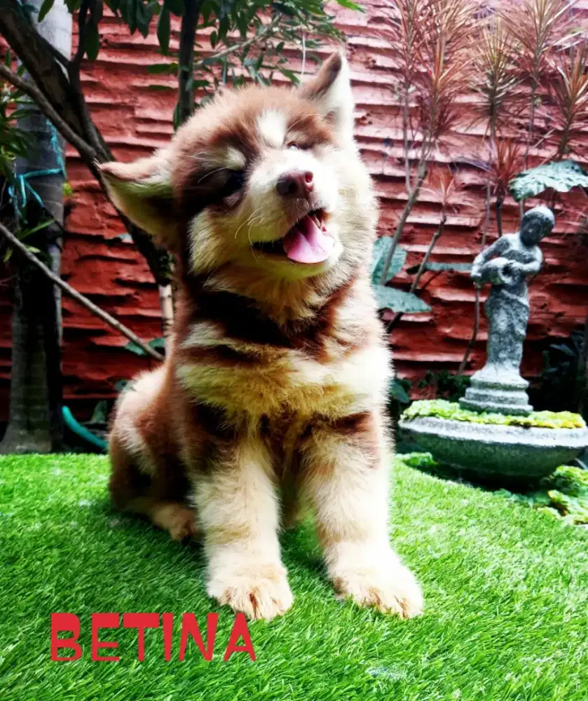 Forsale puppies alaskan malamute