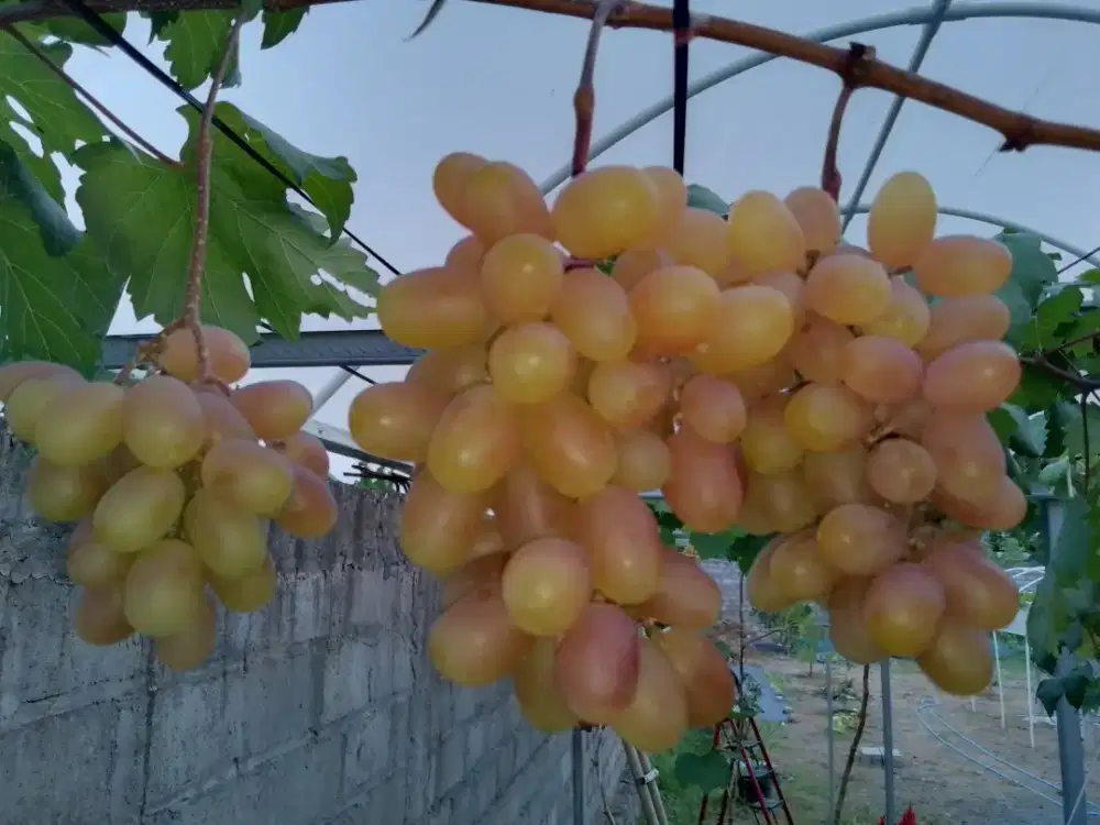 Anggur Segar Berbagai Jenis, Semi Organik, Petik Timbang