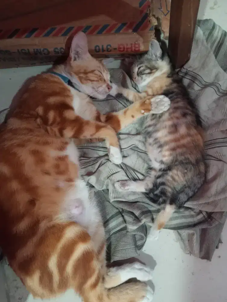 dikasih gratis 2 kucing bawa hoki, induk dan anaknya.