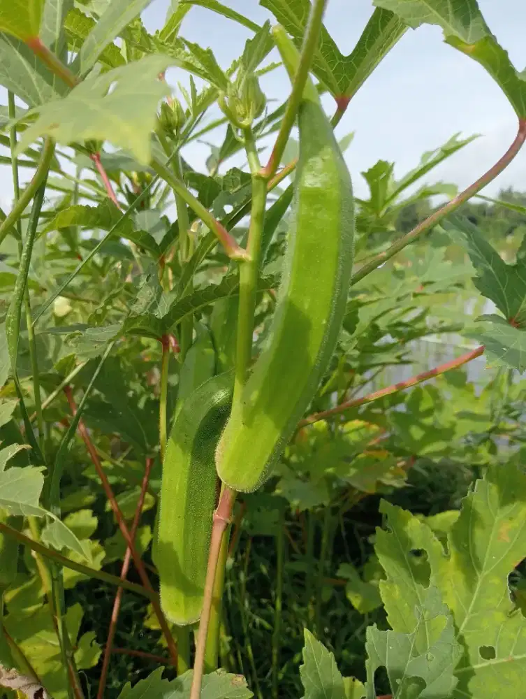 Sayur buah okra hijau