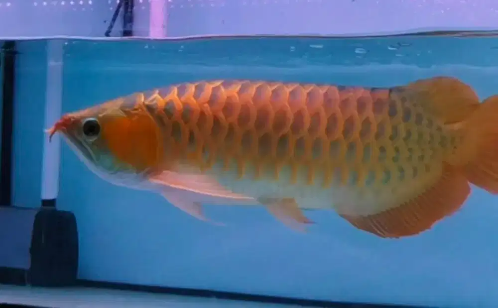 Arwana Arowana super red -+53-55cm