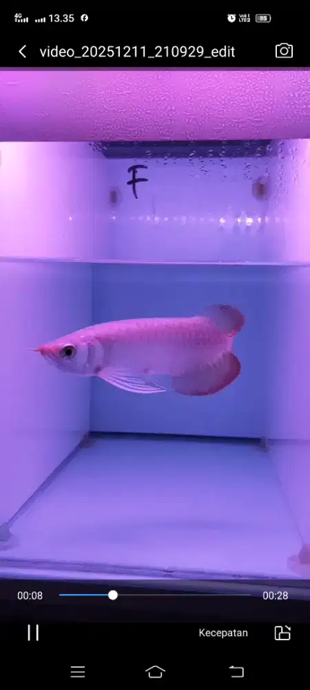 Arwana Arowana super red -+24-25cm