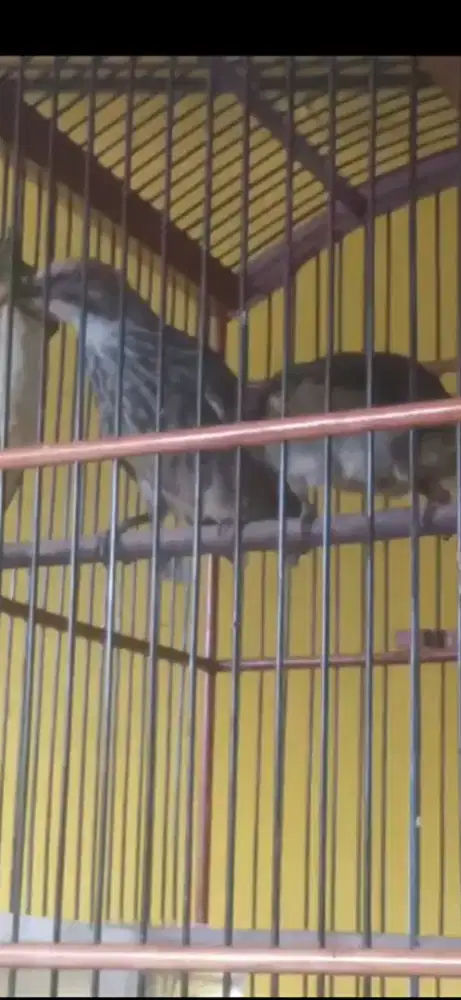 Sepasang Cucak rowo anakan usia 4 bulan